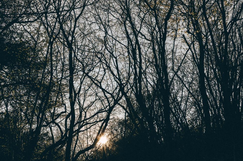 Free Image of Tree Branches With Sunset  