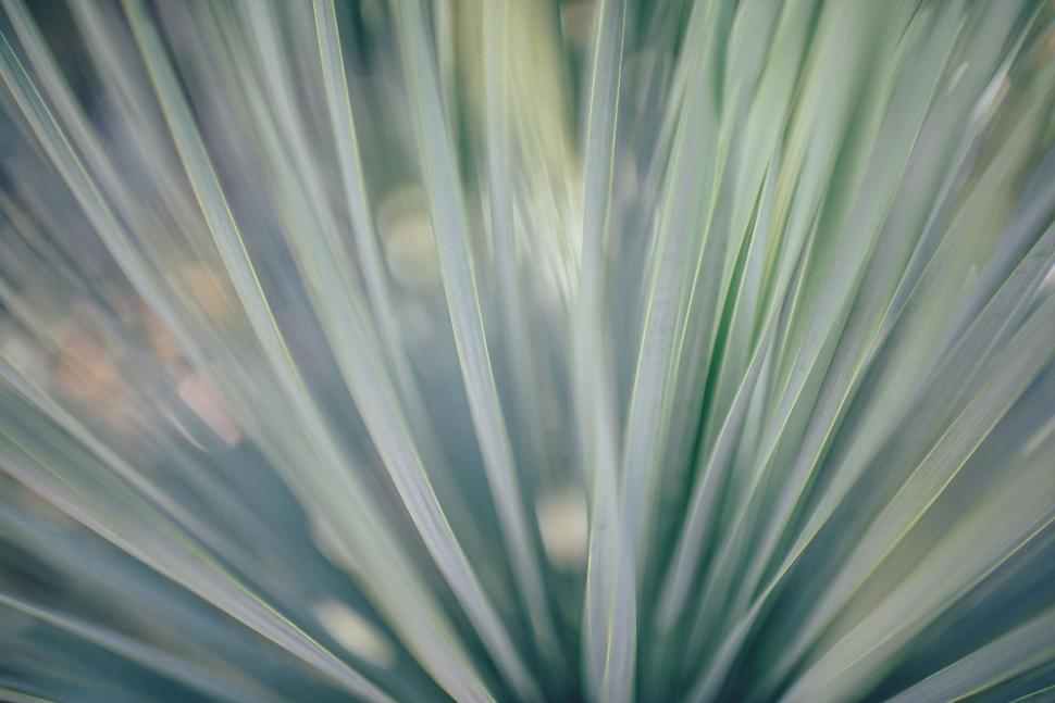 Free Image of Blur View of blade grass  