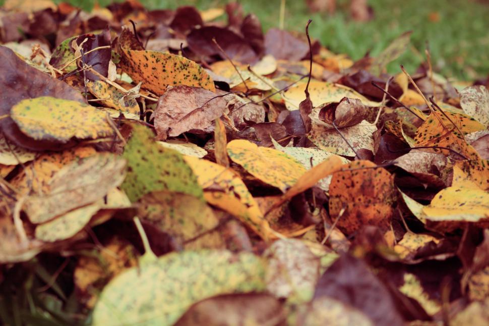 Free Image of Dry Autumn Leaves  