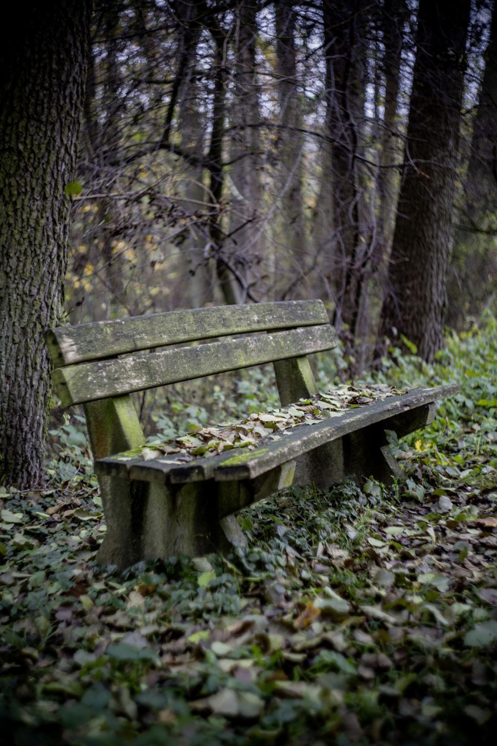 Free Image of Old Bench and leaves in forest 