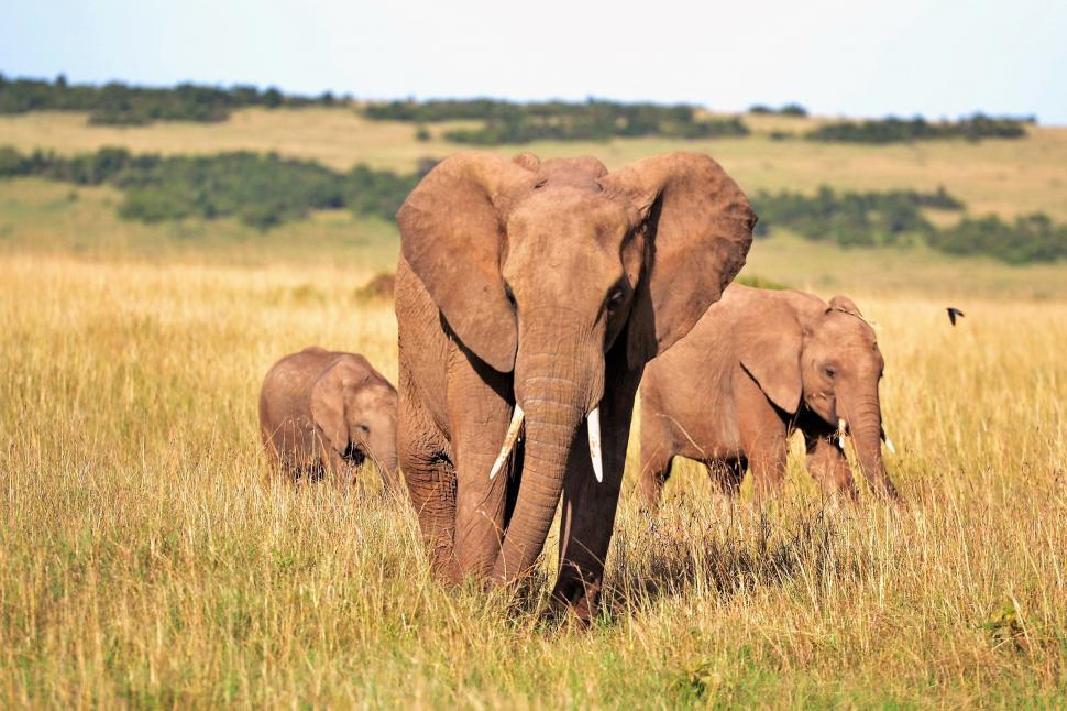 Free Image of Three Elephants in grass 