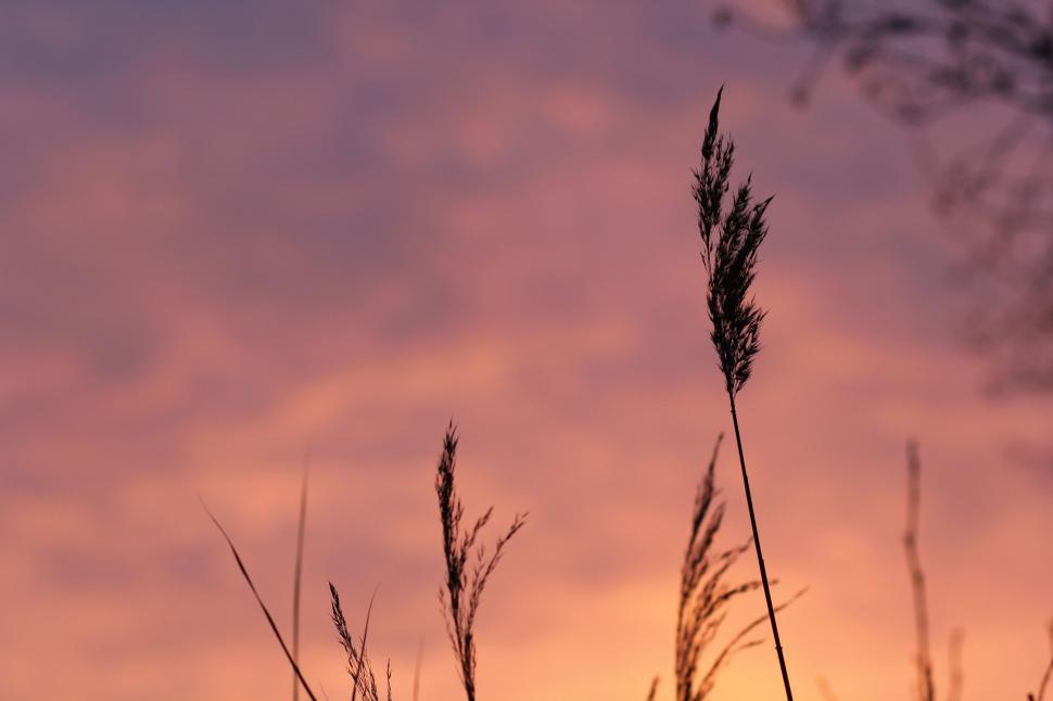 Free Image of Silhouette of Wheat Strands 