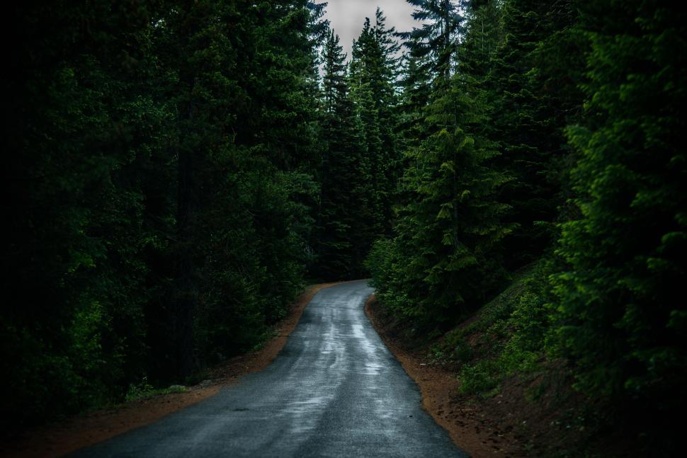 Free Image of Empty Road With Trees  