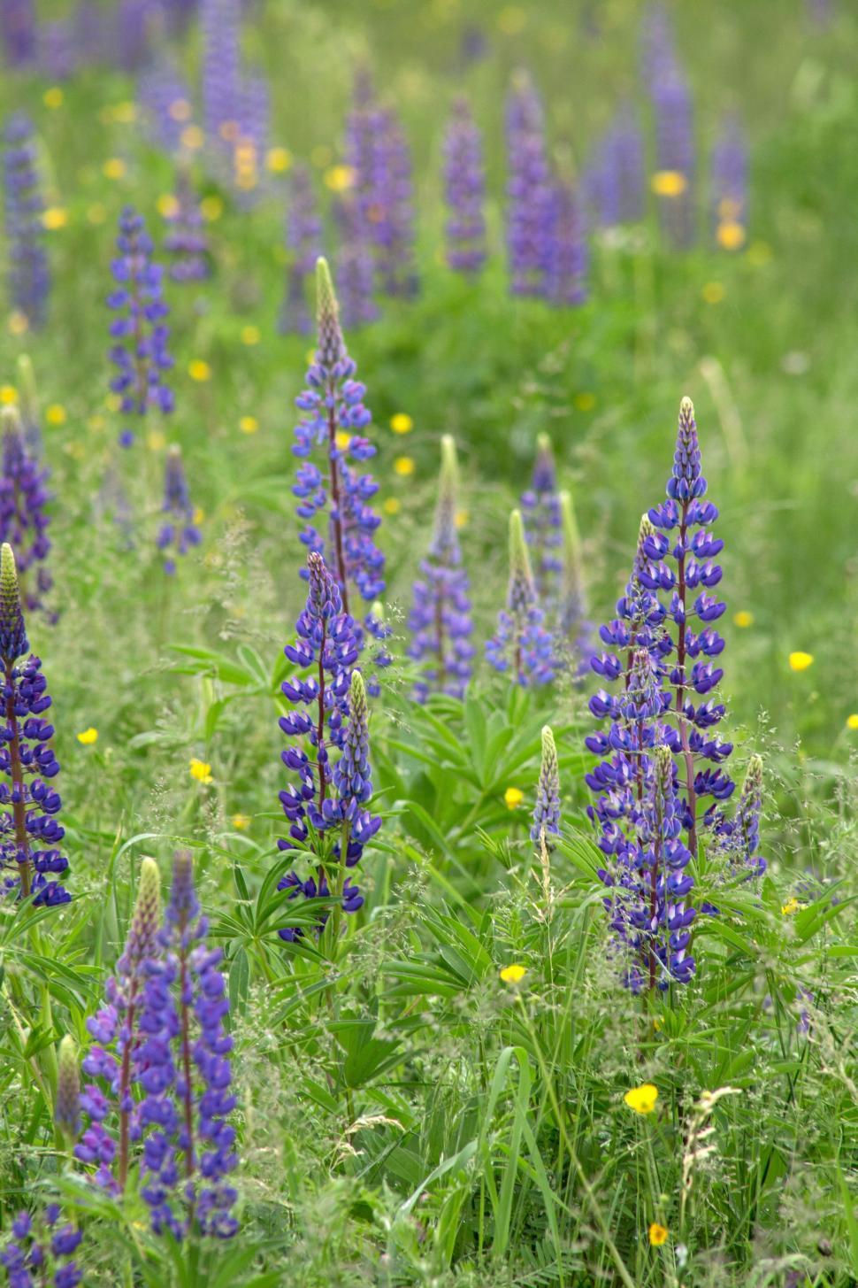 Free Image of Blooming Lupine Flowers  