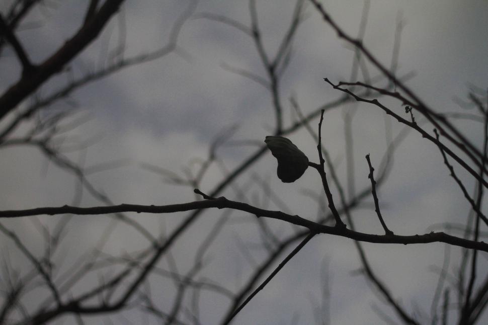 Free Image of Blur View of Leafless Branches 