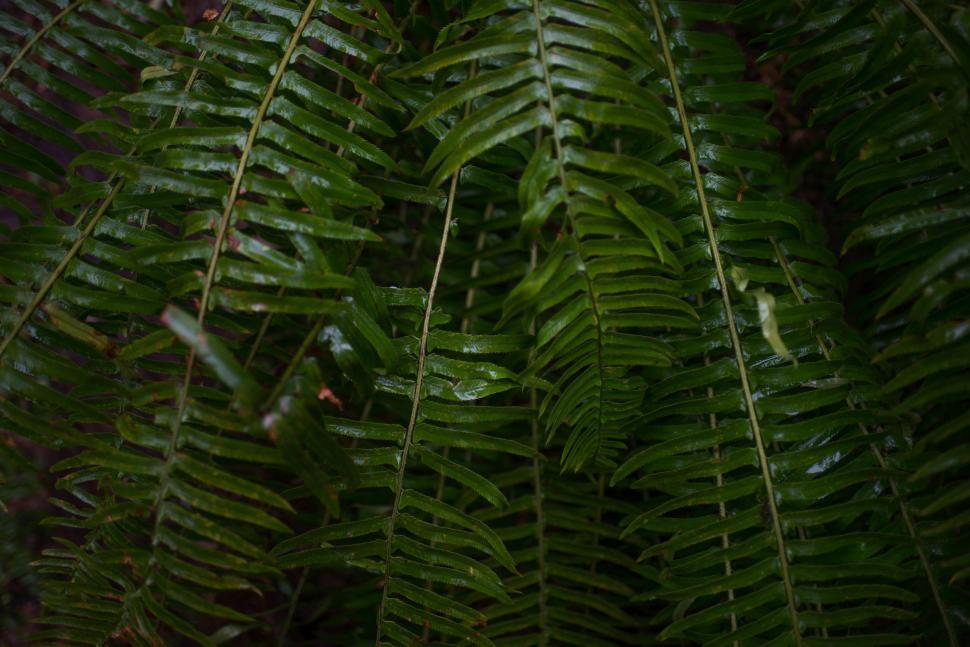 Free Image of Green Fern Leaves 