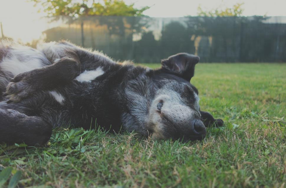 Free Image of Sleeping Black Dog in the park  