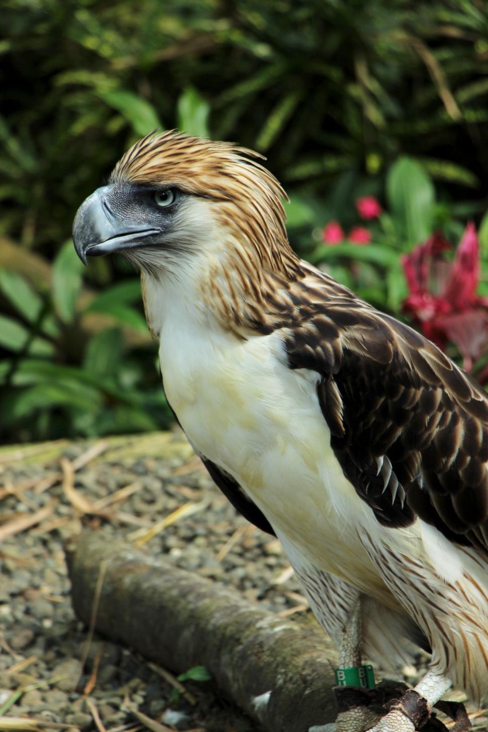 Free Image of Philippine eagle 