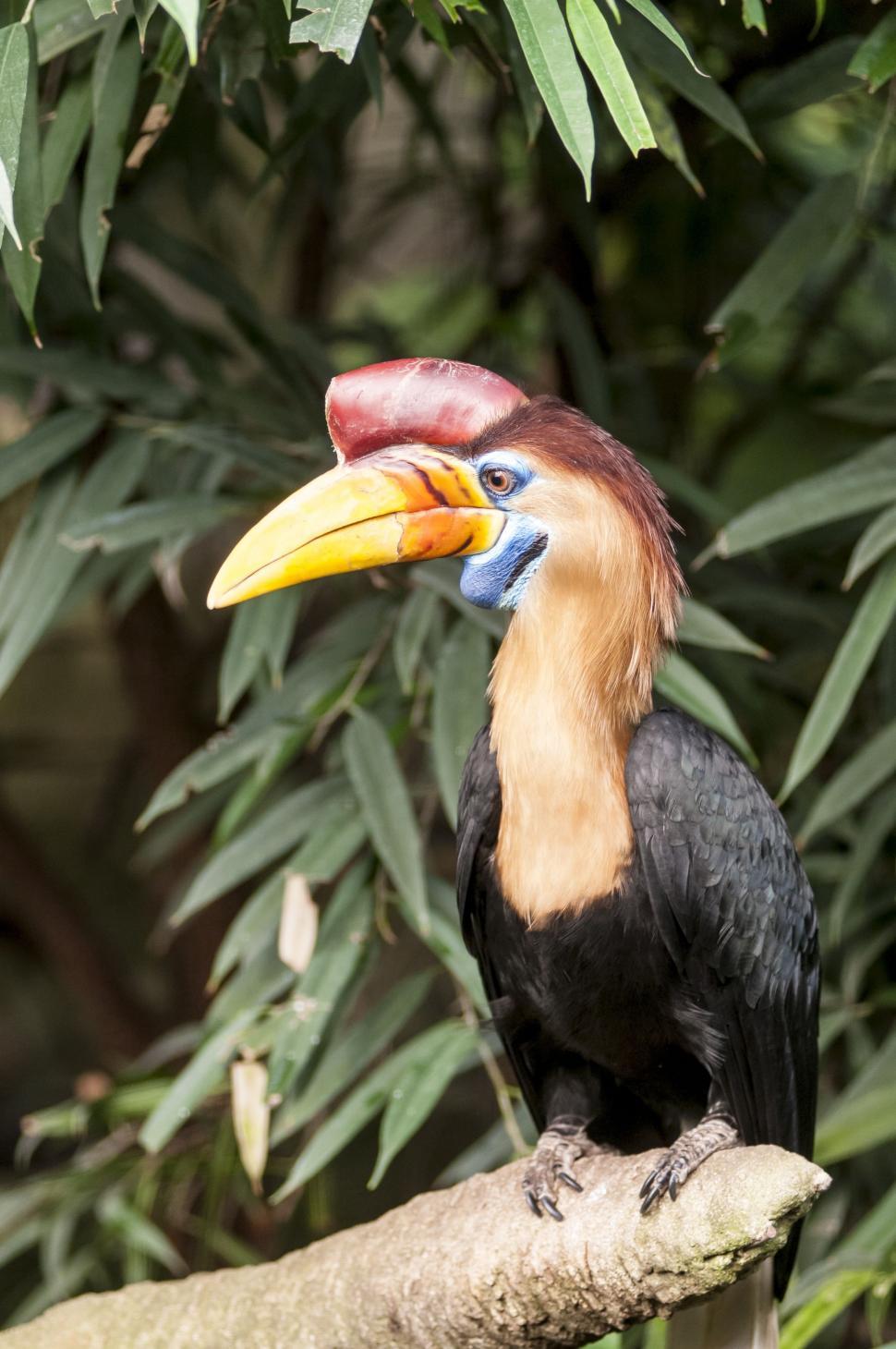 Free Image of Knobbed hornbill in forest  