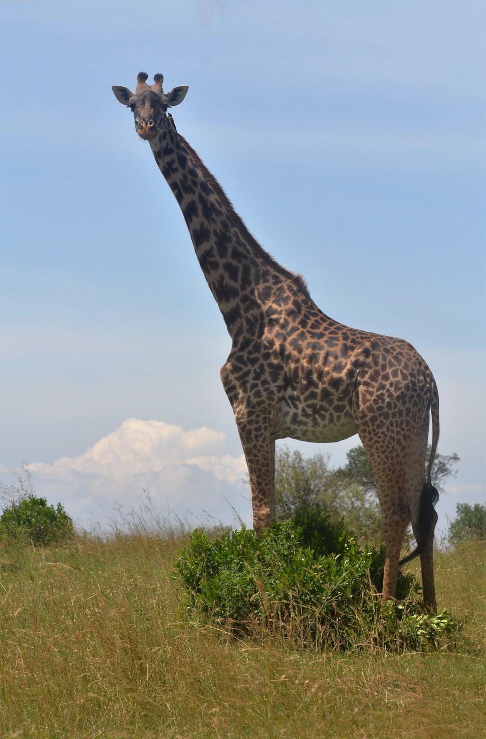 Free Image of Giraffe and blue sky  