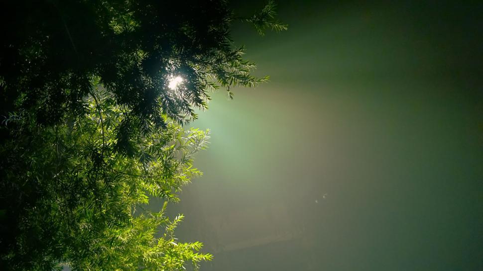 Free Image of Green Light Glare and Leaves 