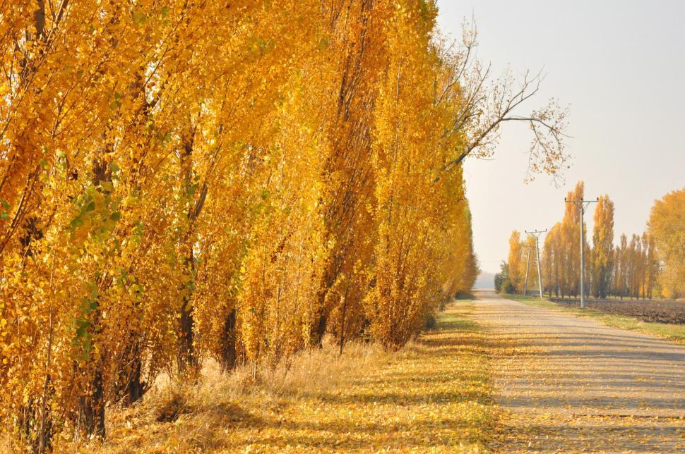 Free Image of Row of yellow autumn trees  