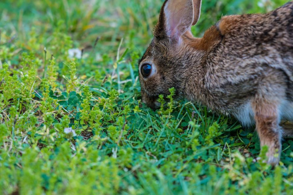 Free Image of Rabbit and Grass 