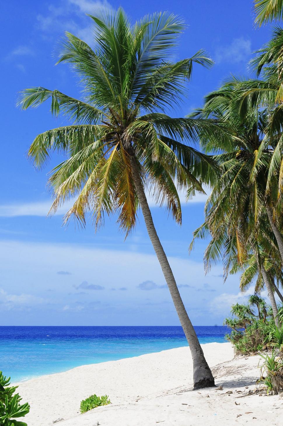Download Free Stock Photo of Palm Tree and Beach  