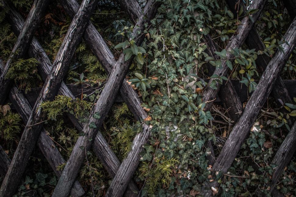 Free Image of Wood Fence and Leaves  