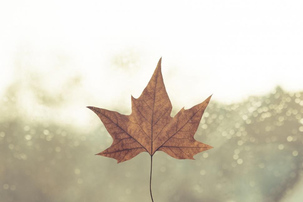 Free Image of Dry Maple Leaf  