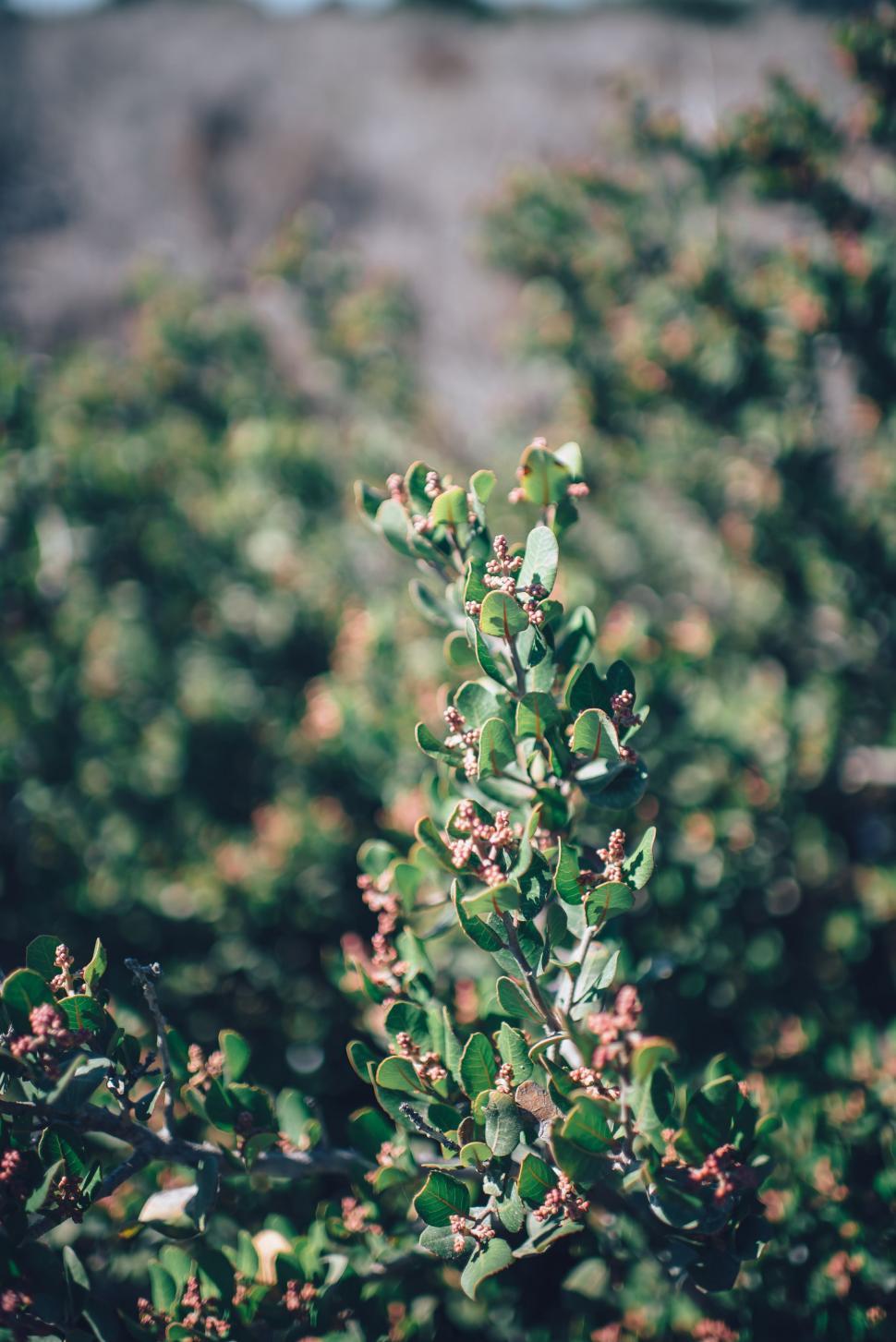 Free Image of Tiny Flower Buds 