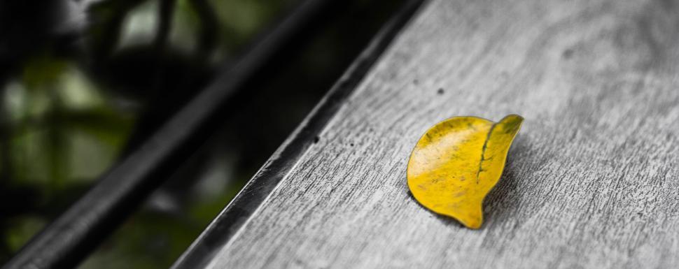 Free Image of Yellow Leaf  