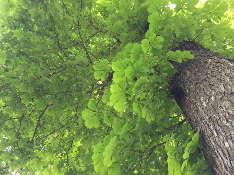 Free Image of Green Leaves and Tree 