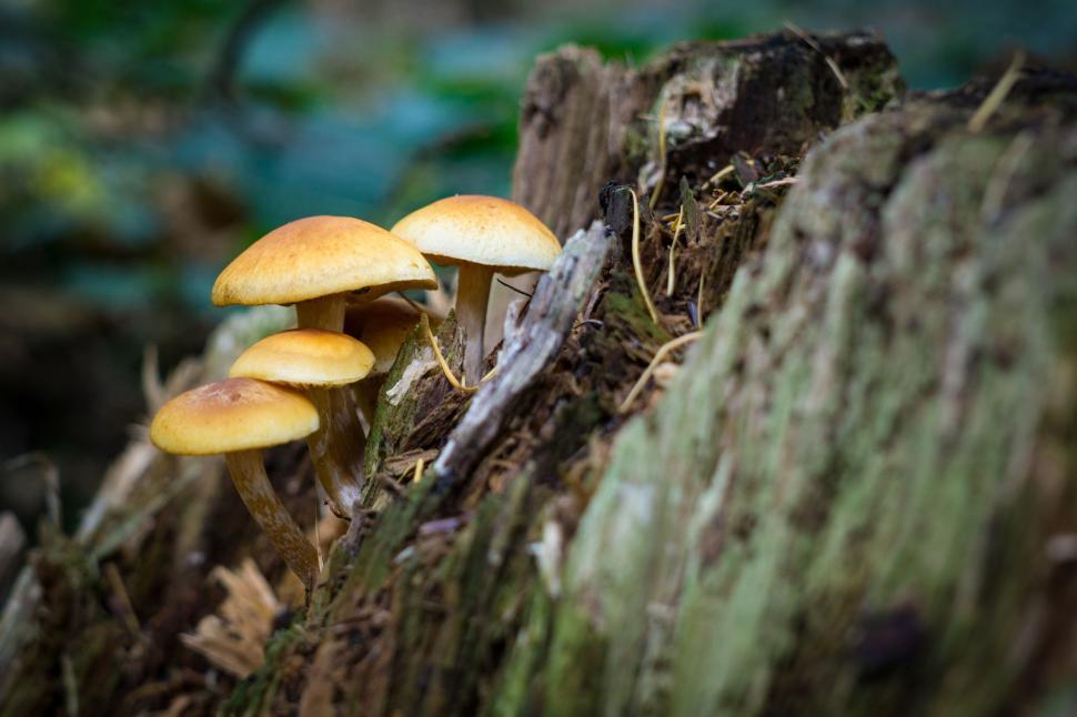 Free Image of Forest mushrooms 
