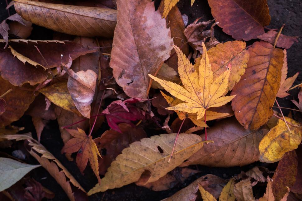 Free Image of Dry Autumn Leaves - Background  