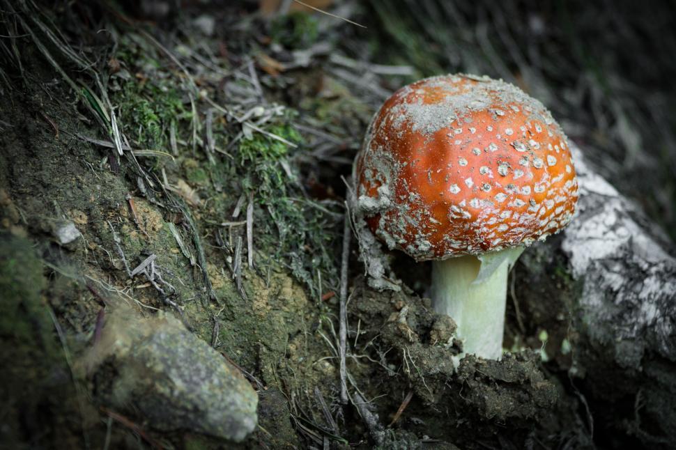 Free Image of Fly agaric  