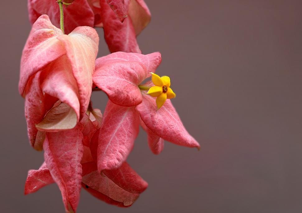 Free Image of Pink and Yellow Flower  
