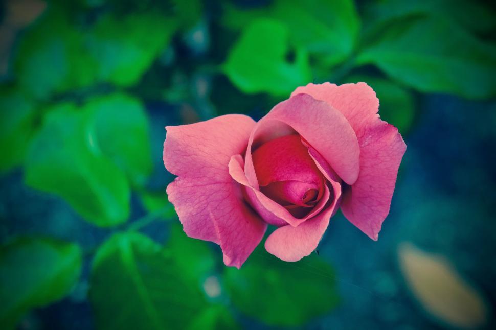 Free Image of Single Pink Rose 