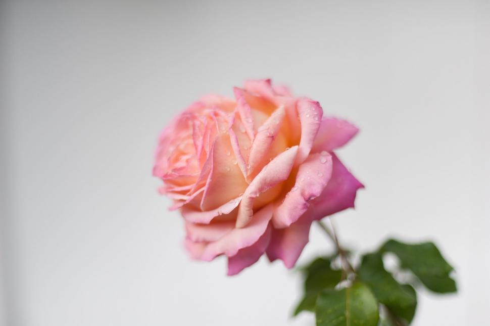 Free Image of Pink Rose with water drops  