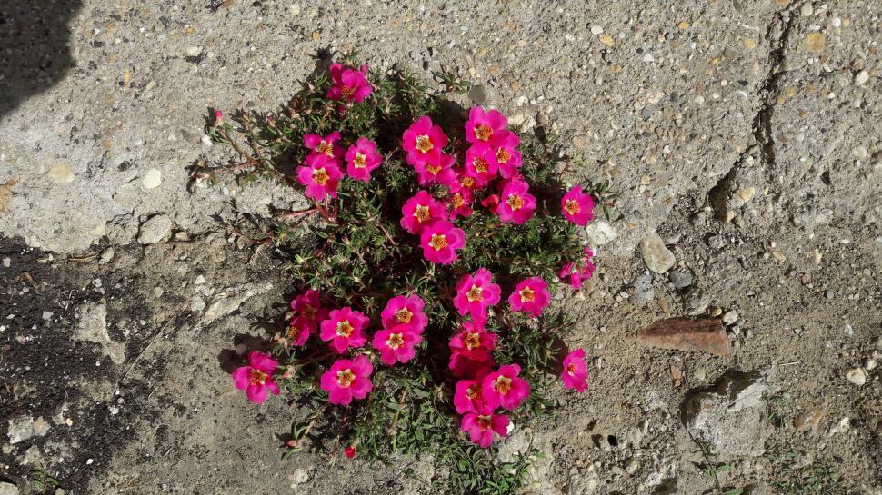 Free Image of Tiny Pink Flowers  