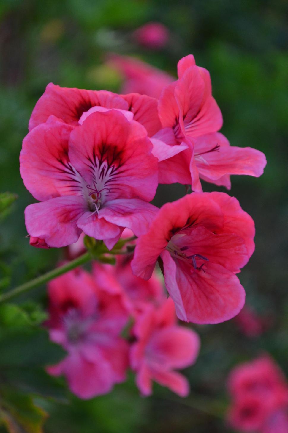 Free Image of Pink Bell Flowers 