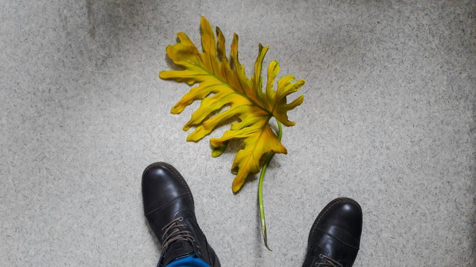Free Image of Leather Boots and Yellow Leaf  