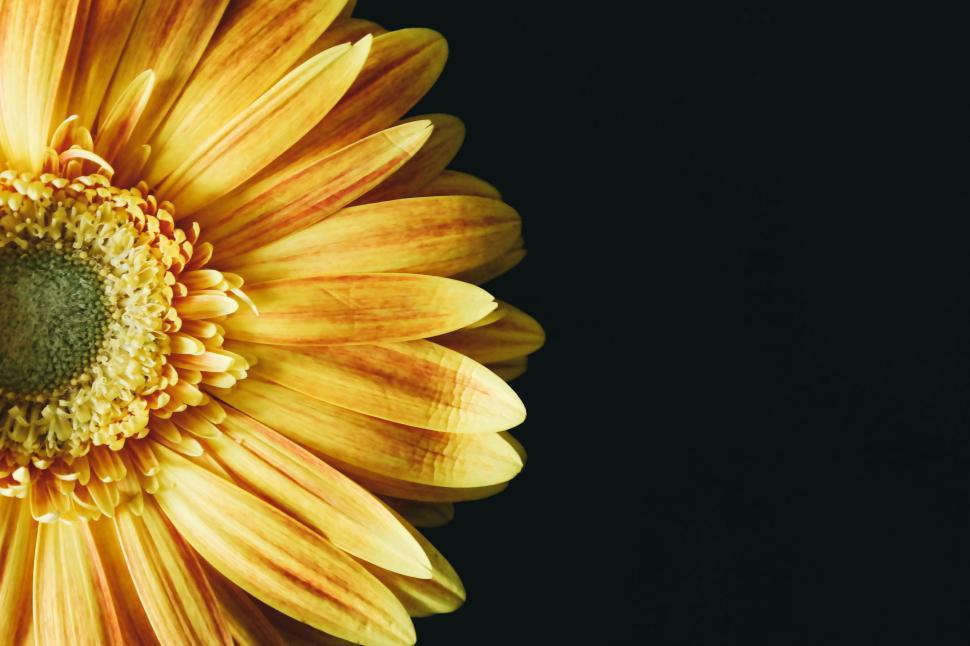 Free Image of Sunflower - Macro Photography 
