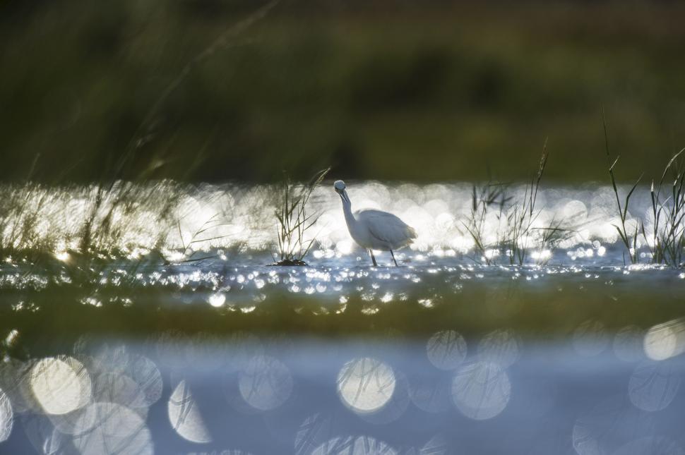Free Image of Out of Focus View of Bird and Lake 