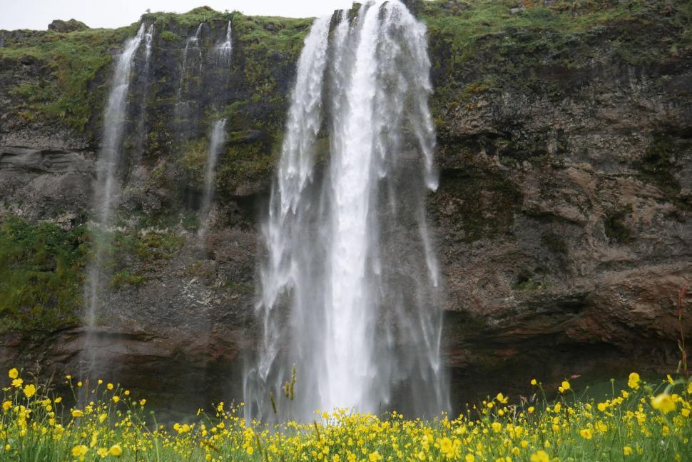 Free Image of Flowers and waterfall  