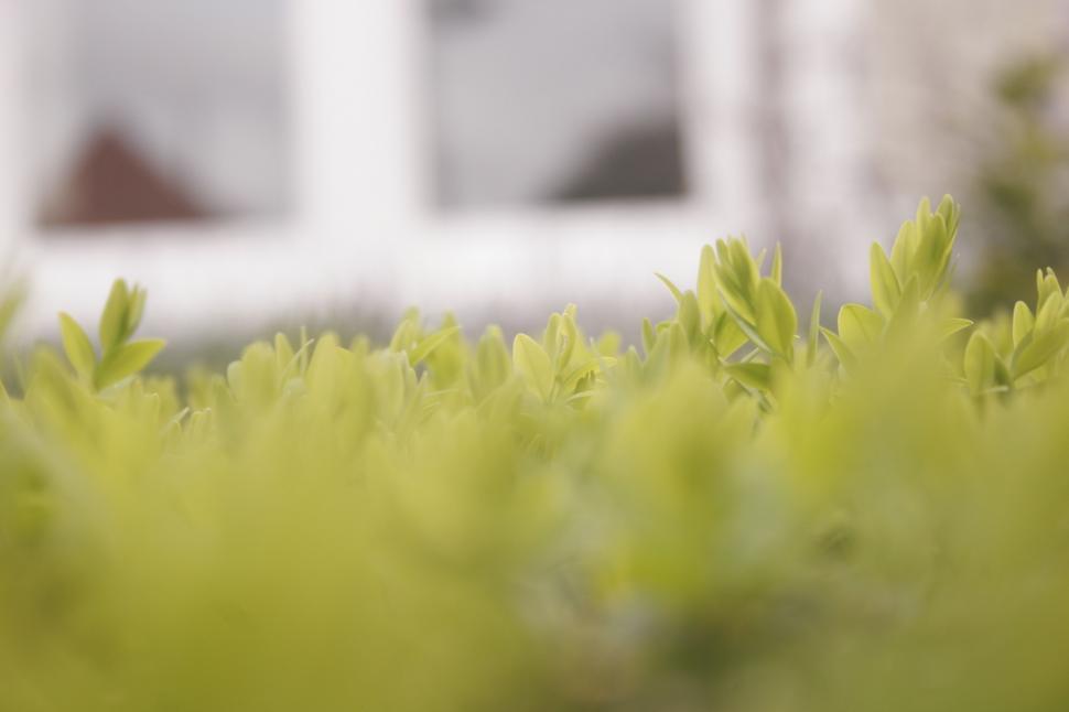 Free Image of Blur view of grass  