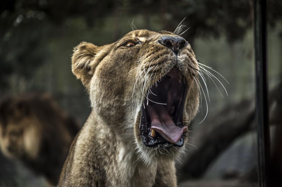 Free Image of Roaring lioness 