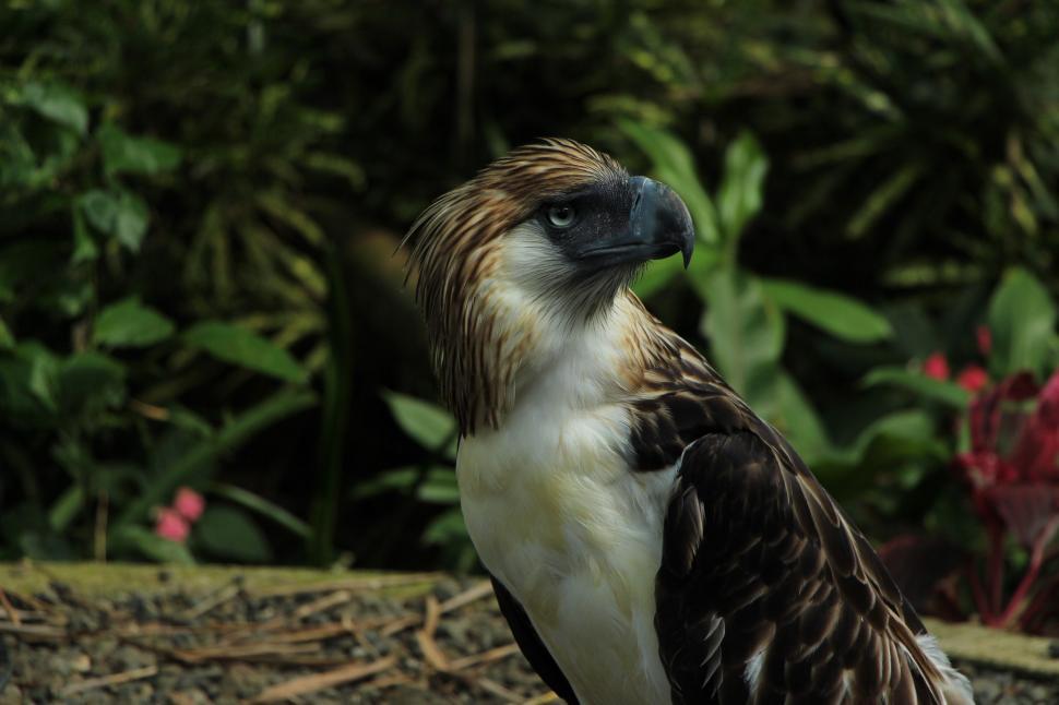 Free Image of Great Philippine eagle 