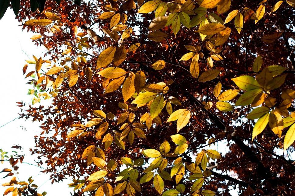 Free Image of Yellow Golden Autumn Leaves  