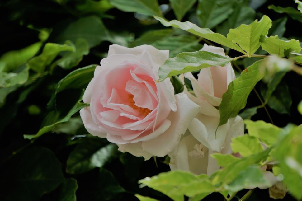 Free Image of Blooming Pink Rose  