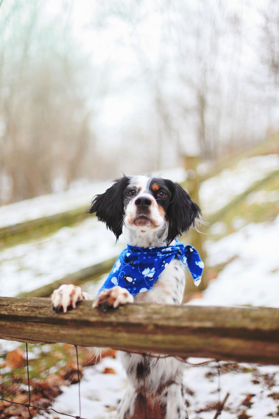 Free Image of Dog with scarf  