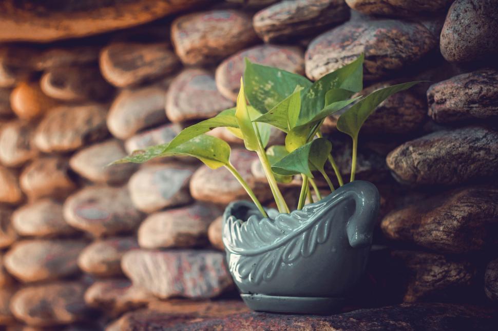 Free Image of Potted Plant with green leaves  