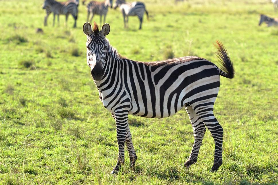 Free Image of Group of Zebras  