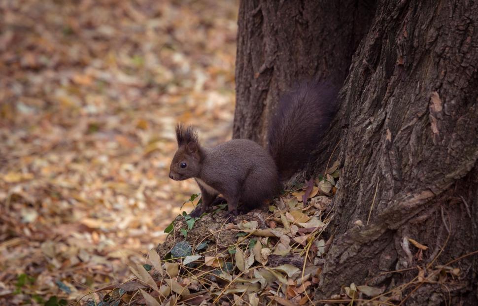 Free Image of Red squirrel and tree  