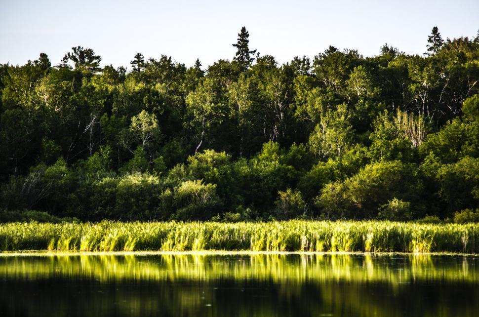 Free Image of Lake and Trees With Reflection  
