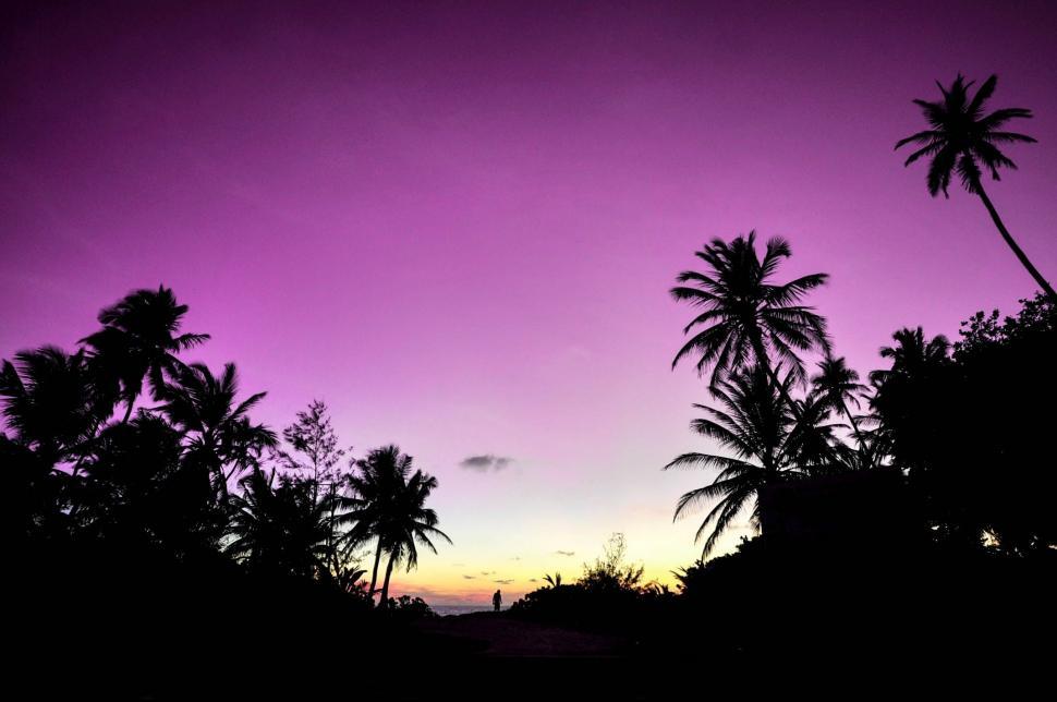 Free Image of Palm Trees and Purple Sky  