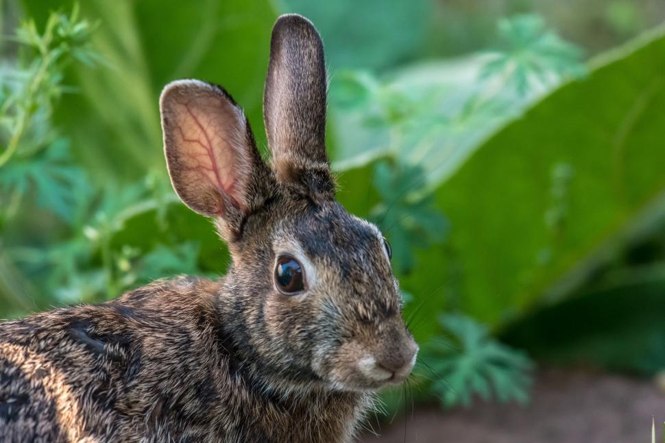 Free Image of Eastern cottontail rabbit  