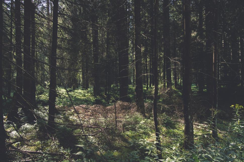 Free Image of Trees and forest  