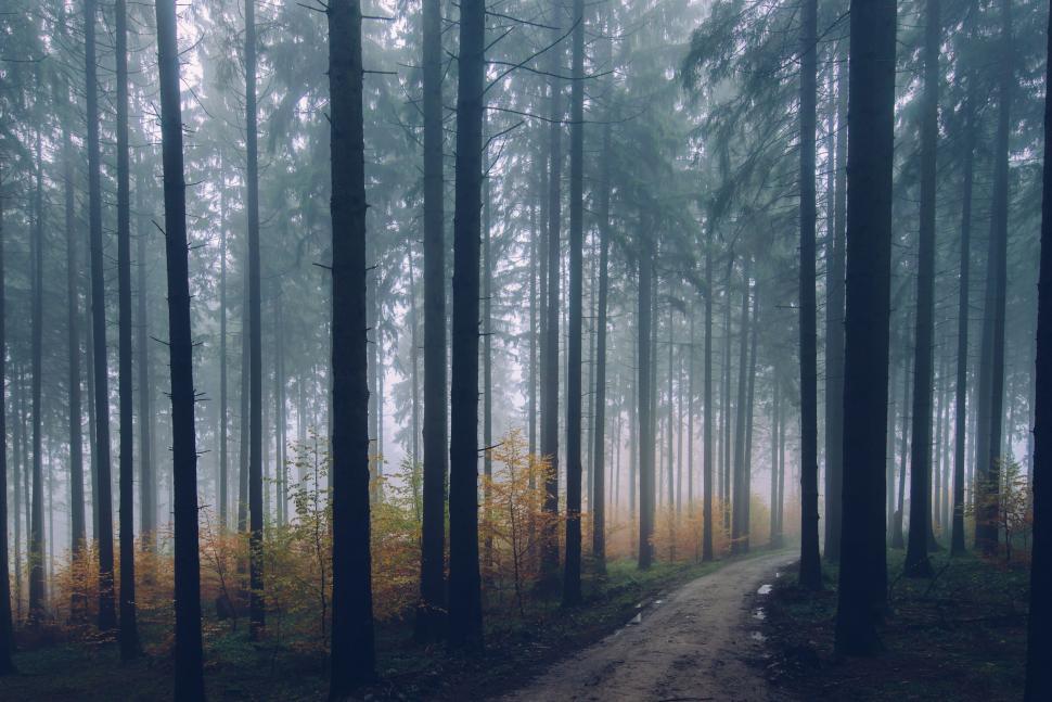 Download Free Stock Photo of Foggy Tree Forest  