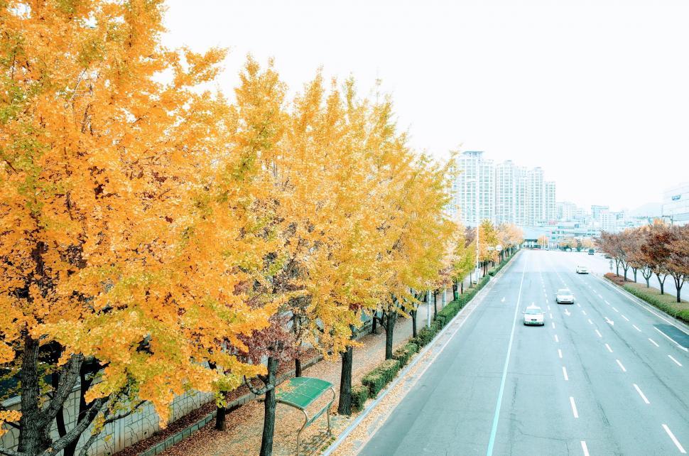 Free Image of Ginkgo Tree with road  